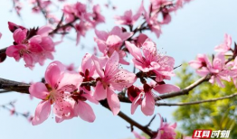 桃花视频,探寻浪漫时光的美丽瞬间