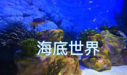 海洋世界视频,海洋世界视频深度解析